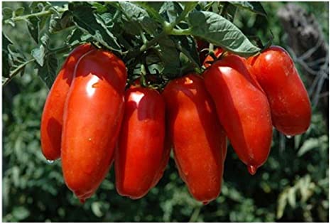 PREMIER SEEDS DIRECT Tomato Italian - SAN MARZANO 2-250 Seeds