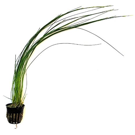 SubstrateSource Eleocharis Montevidensis "Giant Hair Grass" Live Aquatic Aquarium Plant