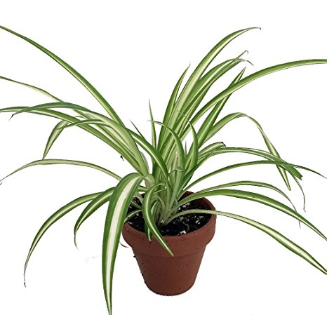 Ocean Spider Plant - 4" Clay Pot for Better Growth - Cleans the Air/Easy to Grow