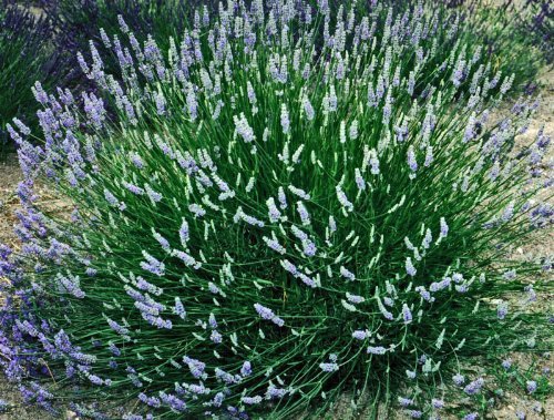 Findlavender - Provence French Lavender - Potted - Very Fragrant - 7quot Pot -