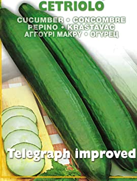 PREMIER SEEDS DIRECT - Cucumber Telegraph Improved - 2 Gram ~ Approx 100 Seeds - PICTORIAL Packet