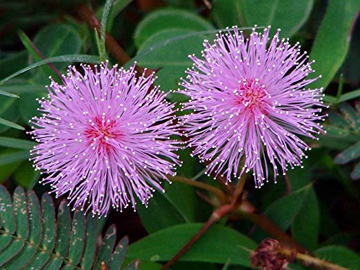 MIMOSA PUDICA - SENSITIVE PLANT - 1.5 GRAM ~ APPROX 300 SEEDS