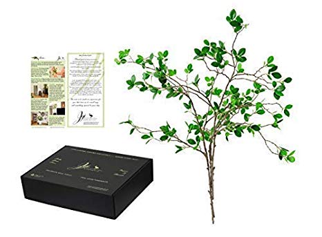 Jiji Mercantile Ficus Artificial Branches Eucalyptus Leaf twig Spray (3) Design Silky Plant Greenery 31 inches Elegant Box Plus Styling Inspiration Leaflet to Decorate Home Office, Holiday, Wedding