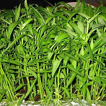 IRISMARU Pak-Boong Morning Glory Water Spinach Vegetable Bulk Seeds