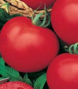 PREMIER SEEDS DIRECT Tomato - MONEYMAKER - 200 Finest Italian Seeds