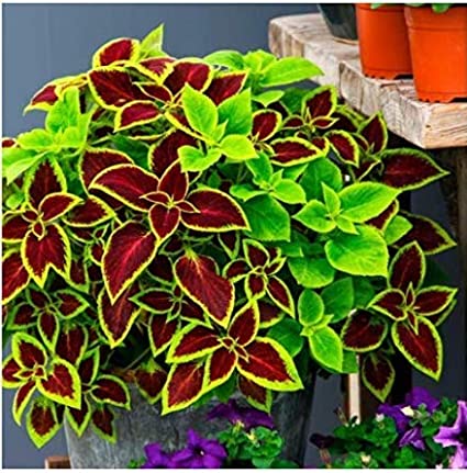 Humany flowerseeds- 50 Pieces Rainbow Coleus Seeds Mix Plants Seed Flower Seeds Hardy Perennial Stingray Plants for Patio/Balcony/Garden