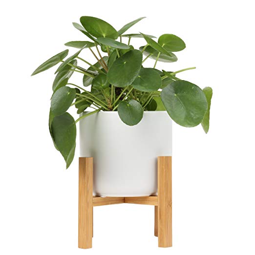 Costa Farms Pilea Sharing Indoor Tabletop Plant in 6-Inch Mid-Century Modern Home Decor, White Ceramic Planter with Plant Stand, Direct From Farm
