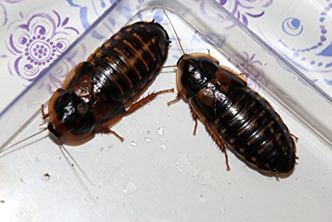 Adult Dubia Roaches 10 Females & 5 Males