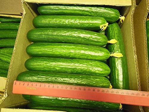 Cucumber Seeds Cuckoo F1 ( for greenhouses) Vegetable seeds. 15 SEEDS