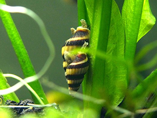 12 Live Assassin Snails (Clea helena - 1/2 to 1 Inch) - Removes All Pest Snails! by Aquatic Arts