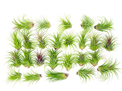 25 Large Ionantha Tillandsia Air Plant Pack - Each 2 to 3.5 Inches Long - Live Tropical House Plants for Home Decor - Indoor Terrarium Air Plants