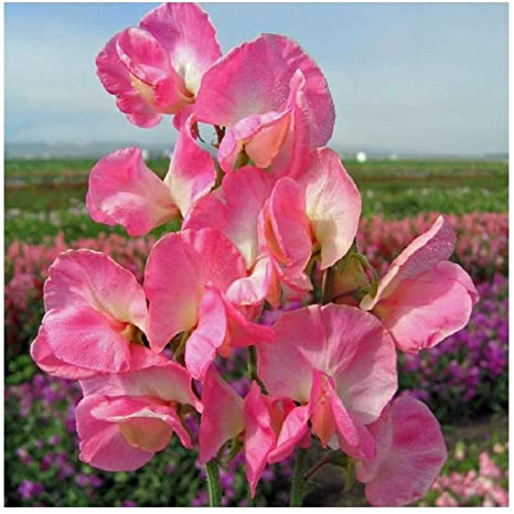 PREMIER SEEDS DIRECT Sweet Pea - Mammoth Rose Pink - 60 Flower Seeds