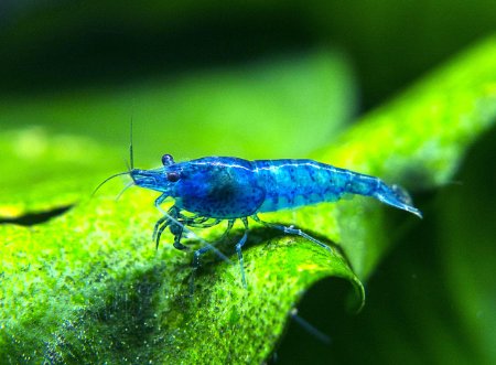 5 Live Freshwater Dream Blue Velvet Shrimp (Neocaridina davidi) - Breeding Age Adults at 1/2 to 1 Inch Long   Java Moss by Aquatic Arts