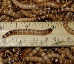 500 Live Gutloaded Superworms Large