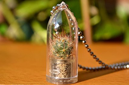 Shining Knight Live Cactus Plant Necklace. Cactus Terrarium Gift.