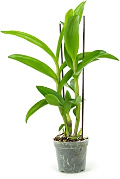 1 Live Orchid Plant | Dendrobium Orchid | Real Houseplant in Potting Soil Mix with Orchid Pot | Orchids | Flowering Plants | Decorative Flowers Orchid Mix | by Aquatic Arts