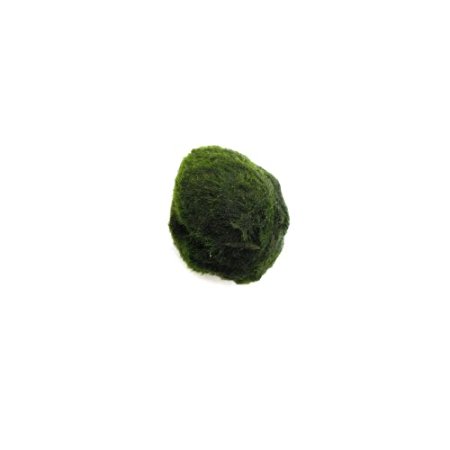 SubstrateSource Cladophora Aegagropila linnaei "Mini Marimo Algae Ball"