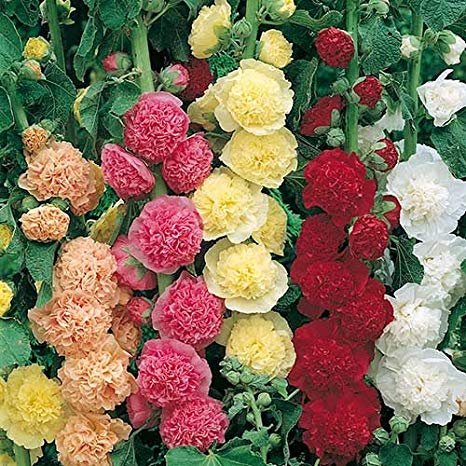 HOLLYHOCK - CHATERS DOUBLE MIXED - 240 SEEDS