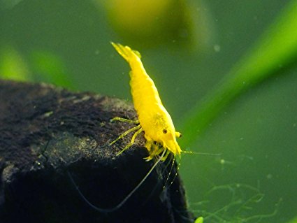 5 Live Freshwater Neon Yellow Shrimp (Neocaridina davidi - 1/2 to 1 Inch Long) by Aquatic Arts